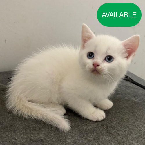 07. Scottish straight white girl .4 months old.2 deworming and 2 vaccination included