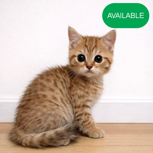 41. Scottish straight boy.2 months old .golden chinchilla.green eyes.first deworming and first vaccination included.